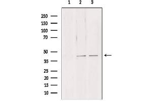 Western blot analysis of extracts from various samples, using NDE1 antibody. (NDE1 anticorps  (N-Term))