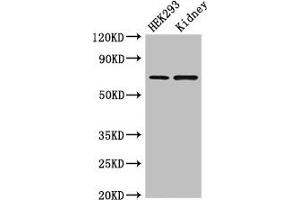 Western Blot Positive WB detected in: HEK293 whole cell lysate, Mouse kidney tissue All lanes: RABGGTA antibody at 1. (RABGGTA anticorps  (AA 1-200))