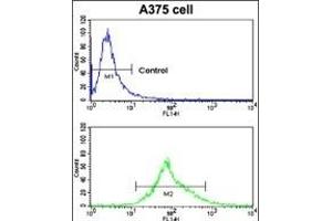 Flow cytometric analysis of  cells using CA14 Antibody (N-term) (bottom histogram) compared to a negative control cell (top histogram).