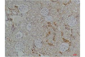 Immunohistochemistry (IHC) analysis of paraffin-embedded Rat KidneyTissue using Kir4. (KCNJ10 anticorps)