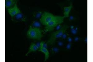 Anti-KLHL2 mouse monoclonal antibody (ABIN2453210) immunofluorescent staining of COS7 cells transiently transfected by pCMV6-ENTRY KLHL2 (RC205347). (KLHL2 anticorps  (AA 1-100, AA 494-593))