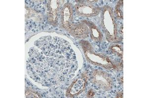 Immunohistochemical staining (Formalin-fixed paraffin-embedded sections) of human kidney with OCLN monoclonal antibody, clone CL1555  shows membranous positivity in renal tubules.