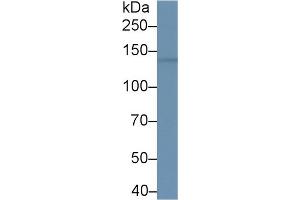 Western Blot; Sample: Mouse Cerebrum lysate; Primary Ab: 1µg/ml Rabbit Anti-Human BRD1 Antibody Second Ab: 0.