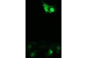 Image no. 2 for anti-Peptidylprolyl Isomerase (Cyclophilin)-Like 3 (PPIL3) antibody (ABIN1500364) (PPIL3 anticorps)