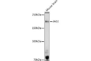 Western blot analysis of extracts of Mouse brain, using J antibody (ABIN6129289, ABIN6142633, ABIN6142635 and ABIN6216495) at 1:1000 dilution. (JAG1 anticorps  (AA 34-180))