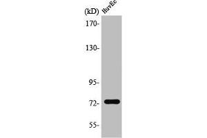 Western Blot analysis of HuvEc cells using SSH3 Polyclonal Antibody (SSH3 anticorps  (Internal Region))