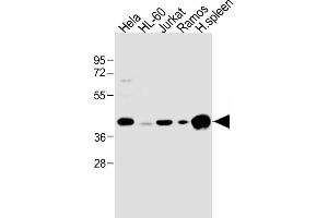 All lanes : Anti-HLA-B Antibody (N-term) at 1:1000 dilution Lane 1: Hela whole cell lysate Lane 2: HL-60 whole cell lysate Lane 3: Jurkat whole cell lysate Lane 4: Ramos whole cell lysate Lane 5: human spleen lysate Lysates/proteins at 20 μg per lane. (HLA-B anticorps  (N-Term))