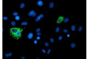 Anti-XPNPEP3 mouse monoclonal antibody (ABIN2454896) immunofluorescent staining of COS7 cells transiently transfected by pCMV6-ENTRY XPNPEP3 (RC200888). (XPNPEP3 anticorps)