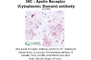Image no. 1 for anti-Apelin Receptor (APLNR) (3rd Cytoplasmic Domain) antibody (ABIN1731854) (Apelin Receptor anticorps  (3rd Cytoplasmic Domain))