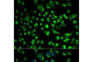 Immunofluorescence analysis of HeLa cells using SPAM1 Polyclonal Antibody (SPAM1 anticorps)