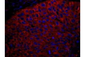 Immunofluorescence (IF) image for anti-Ribosomal Protein L7 (RPL7) (C-Term) antibody (ABIN7449014) (RPL7 anticorps  (C-Term))