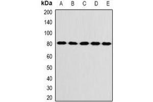 Western blot analysis of KIF3A expression in SW480 (A), SKOV3 (B), mouse brain (C), mouse ovary (D), rat liver (E) whole cell lysates. (KIF3A anticorps)