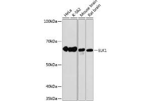 Western blot analysis of extracts of various cell lines, using ELK1 antibody (ABIN7266917) at 1:1000 dilution. (ELK1 anticorps)