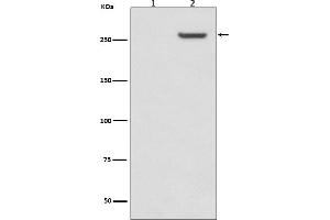 Western blot analysis of Phospho-mTOR  expression in (1)293 cell lysate treated with LP, (2)293 cell lysate.