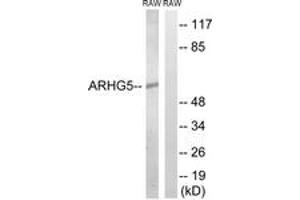 Western blot analysis of extracts from RAW264. (ARHGEF5 anticorps  (AA 191-240))