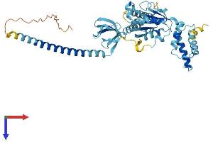 AlphaFold protein structure predicition of Human Recombinant PSMC4 Protein, UniprotID P43686