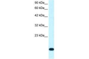 Western Blotting (WB) image for anti-Ribosomal Protein S16 (RPS16) antibody (ABIN2460743) (RPS16 anticorps)