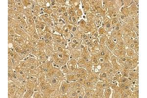 RFT1 Mouse Monoclonal Antibody at 1/100 staining human normal liver tissue by IHC-P. (RFT1 anticorps)