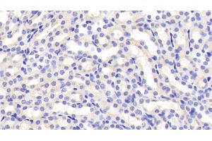 Detection of FSTL3 in Mouse Kidney Tissue using Polyclonal Antibody to Follistatin Like Protein 3 (FSTL3) (FSTL3 anticorps  (AA 24-256))