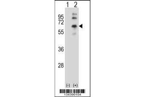 Western blot analysis of CHRM2 using rabbit polyclonal CHRM2 Antibody using 293 cell lysates (2 ug/lane) either nontransfected (Lane 1) or transiently transfected (Lane 2) with the CHRM2 gene. (Muscarinic Acetylcholine Receptor M2 anticorps  (AA 336-364))