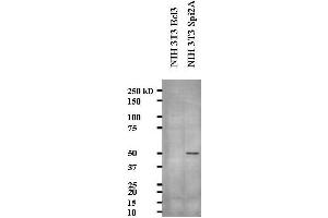 Western blot showing Anti- Serine Protease Inhibitor 2A (Spi2A) on NIH3T3 cell lysate (serine (Or Cysteine) Peptidase Inhibitor, Clade A, Member 3G (Serpina3g) (AA 406-426) anticorps)