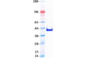Validation with Western Blot (TCEAL4 Protein (Transcript Variant 1) (Myc-DYKDDDDK Tag))