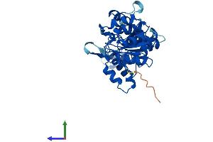 AlphaFold protein structure predicition of Human Recombinant PGP Protein, UniprotID A6NDG6
