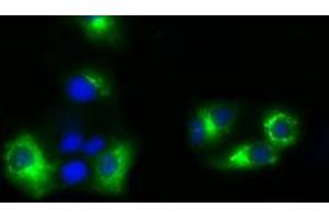 Image no. 3 for anti-Nucleotide Exchange Factor SIL1 (SIL1) antibody (ABIN1496811) (SIL1 anticorps)