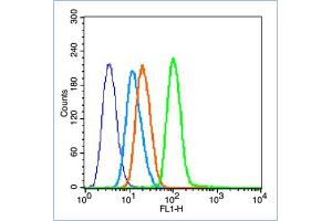 HL-60 cells probed with NFKB p65(Ser536) Polyclonal Antibody, unconjugated  at 1:100 dilution for 30 minutes compared to control cells (blue) and isotype control (orange)