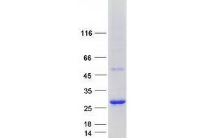 Validation with Western Blot
