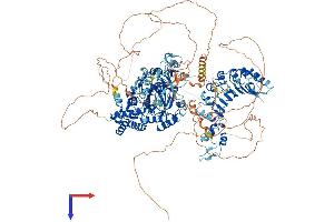 AlphaFold protein structure predicition of Human Recombinant KDM2B Protein, UniprotID Q8NHM5