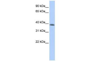 WB Suggested Anti-SRRD Antibody Titration:  0. (SRRD anticorps  (Middle Region))