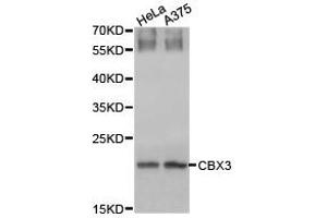 Western Blotting (WB) image for anti-Chromobox Homolog 3 (CBX3) antibody (ABIN1871498) (CBX3 anticorps)
