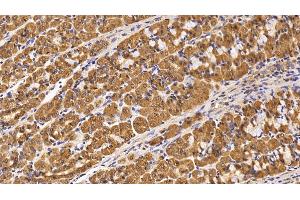 Detection of Surv in Porcine Stomach Tissue using Monoclonal Antibody to Survivin (Surv)