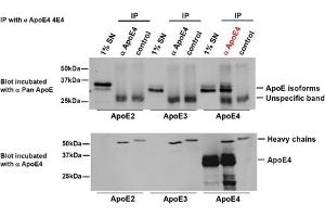 Immunoprecipitation. (APOE anticorps  (Arg110))