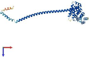 AlphaFold protein structure predicition of Human Recombinant HSF2BP Protein, UniprotID O75031