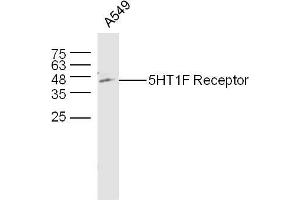 A549 (hu) lysates probed with 5HT1F Receptor/SR-1F Polyclonal Antibody, unconjugated  at 1:300 overnight at 4°C followed by a conjugated secondary antibody at 1:10000 for 60 minutes at 37°C. (HTR1F anticorps  (AA 1-100))
