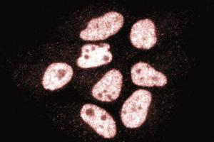 Immunofluorescence staining of HeLa cells (Human cervical epitheloid carcinoma, ATCC CCL-2. (CTBP1 anticorps  (AA 345-441))