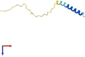 AlphaFold protein structure predicition of Human Recombinant LENEP Protein, UniprotID Q9Y5L5