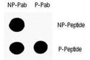 Dot blot analysis of phospho-p53 antibody. (p53 anticorps  (pSer9))