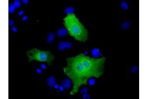 Anti-FHL1 mouse monoclonal antibody (ABIN2453043) immunofluorescent staining of COS7 cells transiently transfected by pCMV6-ENTRY FHL1 (RC203478). (FHL1 anticorps)