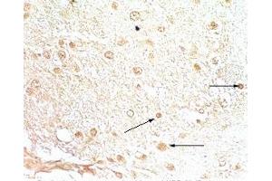 Rat brain tissue stained by Rabbit Anti-NPB-29 (Rat) at 1:200-500 (Neuropeptide B-29 (NPB-29) anticorps)