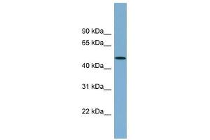 ACTR3B antibody used at 1 ug/ml to detect target protein. (ACTR3B anticorps)
