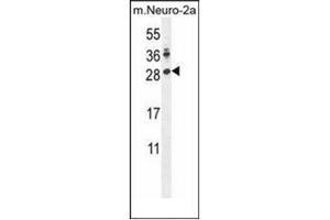 Western blot analysis of LIN28A Antibody (Center) in mouse Neuro-2a cell line lysates (35ug/lane). (LIN28A anticorps  (Middle Region))