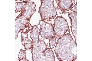 Immunohistochemistry of paraffin-embedded human placenta using S100P antibody (ABIN7270133) at dilution of 1:100 (40x lens). (S100P anticorps  (AA 1-95))