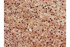 Immunohistochemistry of paraffin-embedded human adrenal gland tissue using ABIN7168837 at dilution of 1:100