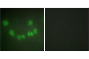 Immunofluorescence (IF) image for anti-Cyclin-Dependent Kinase 1 (CDK1) (AA 101-150) antibody (ABIN2889380) (CDK1 anticorps  (AA 101-150))