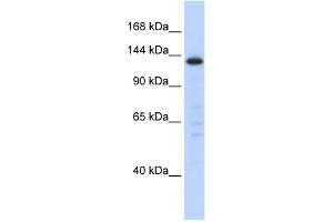 WB Suggested Anti-SF3B3 Antibody Titration:  0. (SF3B3 anticorps  (Middle Region))