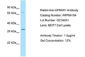Western Blotting (WB) image for anti-G Protein-Coupled Bile Acid Receptor 1 (GPBAR1) (C-Term) antibody (ABIN2789752) (GPBAR1 anticorps  (C-Term))