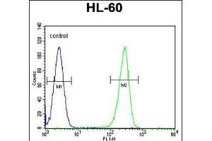 OR2W3 Antibody (C-term) (ABIN655206 and ABIN2844819) flow cytometric analysis of HL-60 cells (right histogram) compared to a negative control cell (left histogram). (OR2W3 anticorps  (C-Term))